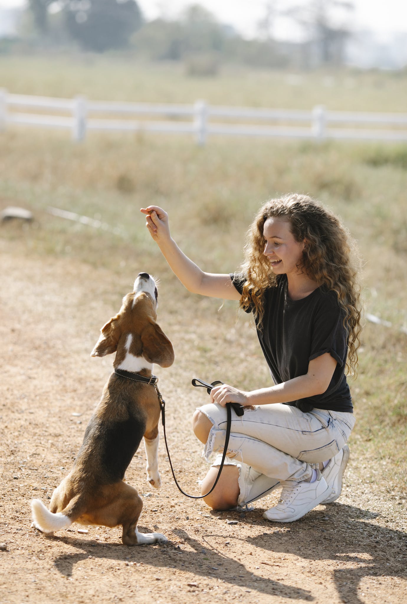 Happy young woman kneeling on countryside road and teaching Beagle dog to beg on sunny summer day
